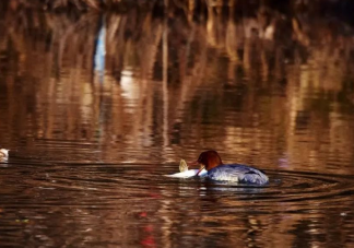 貴陽(yáng)發(fā)現(xiàn)一中華秋沙鴨是真的嗎 中華秋沙鴨的資料簡(jiǎn)介