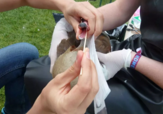 抖音抓鴨子是什么梗什么意思 抖音抓鴨子游戲規則