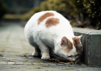 上海怎么預約流浪貓免費絕育手術 流浪動物預約免費絕育手術方法
