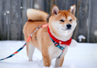 今年的第一場大雪發朋友圈說說 2021年第一次場大雪心情感慨一句話