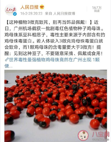 相思子的毒性有多大 相思子長什么樣子圖片