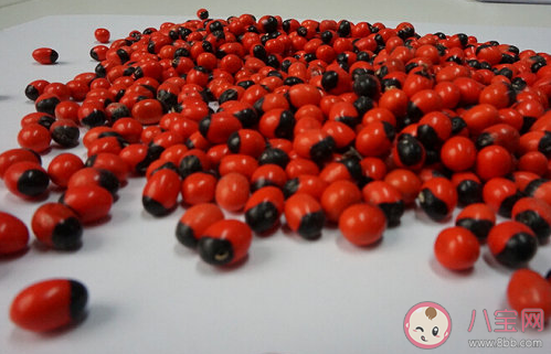 相思子的毒性有多大 相思子長什么樣子圖片