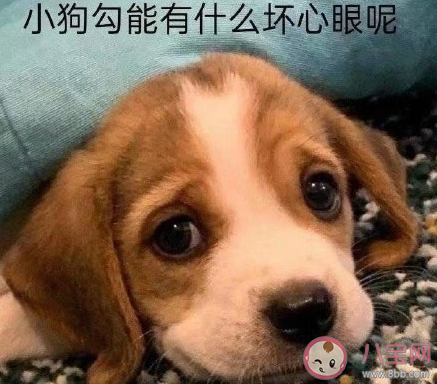 貓老虎被雨淋濕的狗狗是什么梗 貓老虎被雨淋濕的狗狗出處是什么