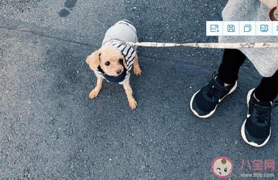 帶狗狗散步心情說說 飯后遛狗朋友圈文案感言