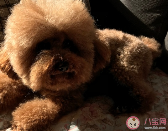 帶狗狗散步心情說說 飯后遛狗朋友圈文案感言