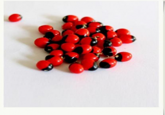 相思子的毒性有多大 相思子長什么樣子圖片