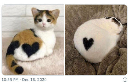 如何巧妙說服爸媽同意養(yǎng)貓 讓父母同意養(yǎng)寵物的小技巧