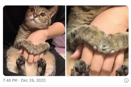 如何巧妙說服爸媽同意養(yǎng)貓 讓父母同意養(yǎng)寵物的小技巧