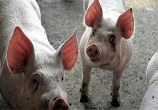 生豬價格大幅反彈是什么原因 每頭養殖利潤達1500-2000元是真的嗎