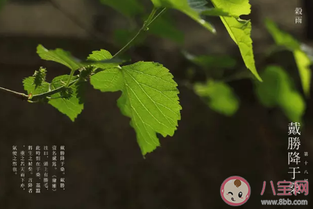 “雨前茶”是茶中的上品此處的“雨”指的是 支付寶螞蟻莊園1月12日問題答案 “雨前茶”是茶中的上品此處的“雨”指的是 支付寶螞蟻莊園1月12日問題答案