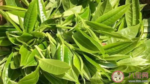 雨前茶中的雨是什么意思 雨前茶和明前茶的區(qū)別 雨前茶中的雨是什么意思 雨前茶和明前茶的區(qū)別