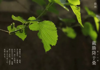 “雨前茶”是茶中的上品此處的“雨”指的是 支付寶螞蟻莊園1月12日問題答案