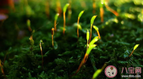 螞蟻莊園1月13日答題:出類拔萃中的萃原意是什么 螞蟻莊園1月13日答題:出類拔萃中的萃原意是什么