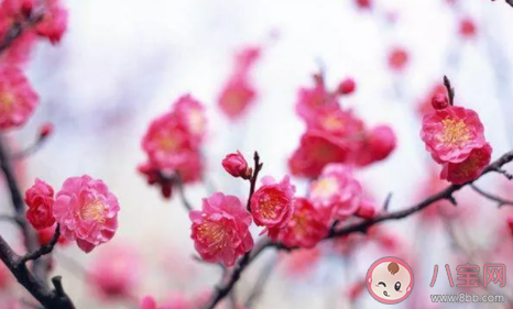 下列哪句詩是描寫梅花的 螞蟻莊園1月12日答案