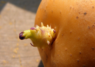 哪些食物發(fā)芽之后不能吃 食物發(fā)芽正常嗎