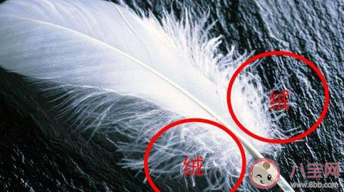 羽絨服蓬松度怎么看 充絨量和含絨量是一回事嗎