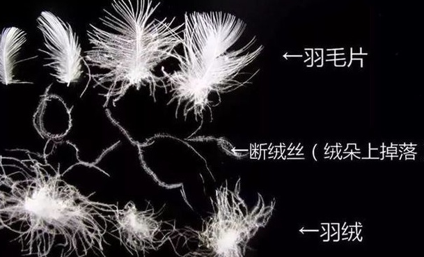 羽絨服鴨絨和鵝絨哪個好 鴨絨哪個保暖性好