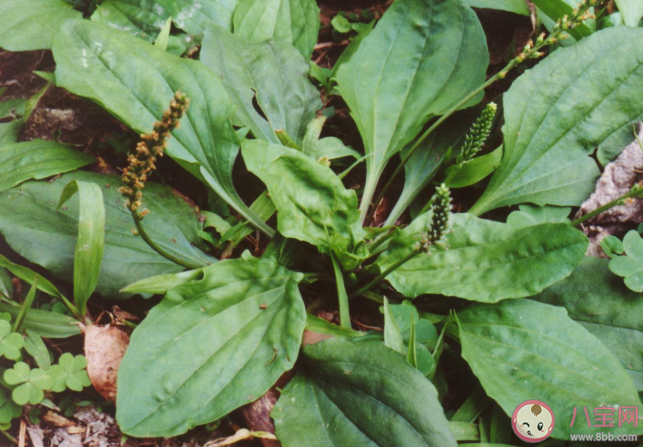 車前草可以緩解痛風嗎 車前草八大功效是什么