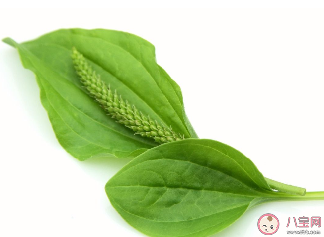 車前草可以緩解痛風嗎 車前草八大功效是什么