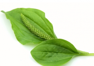 車(chē)前草可以緩解痛風(fēng)嗎 車(chē)前草八大功效是什么