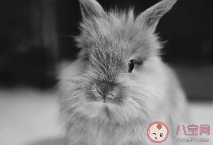 膾炙人口其中膾炙原本指的是什么 螞蟻莊園1月16日答案 膾炙人口其中膾炙原本指的是什么 螞蟻莊園1月16日答案