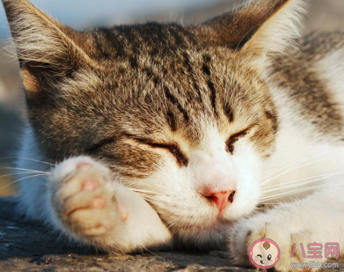 晚上睡覺時有時身體會忽然抖一下可能的原因是 最新螞蟻莊園1月16日答案 晚上睡覺時有時身體會忽然抖一下可能的原因是 最新螞蟻莊園1月16日答案