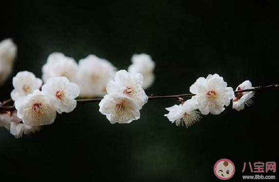 2021立春說說唯美暖心祝福語大全 最新立春唯美圖片一句話