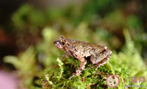 麗水發(fā)現(xiàn)全球新物種百山祖角蟾是怎么回事 百山祖角蟾是什么物種