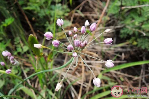 山韭菜和普通韭菜的區別有什么不一樣 山韭菜怎么吃有什么功效