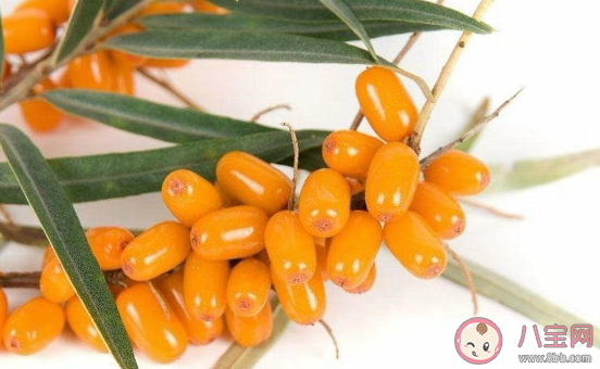 沙棘和獼猴桃的維生素C含量哪一個更高 支付寶螞蟻莊園1月22日文問題答案