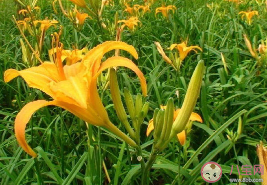 2021二十四節氣立春到心情感言 立春唯美配圖文案句子