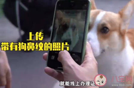 寵物鼻紋身份證是什么 杭州寵物鼻紋身份證如何使用