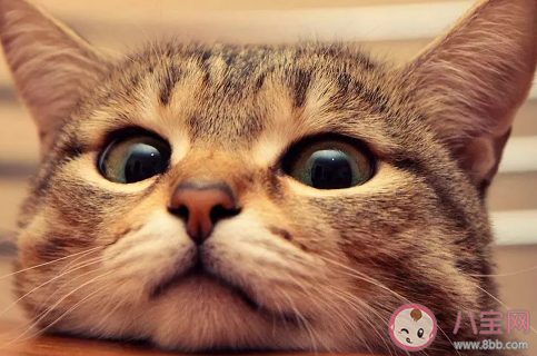 養貓對主人身體有什么好處 貓送人為什么要給錢