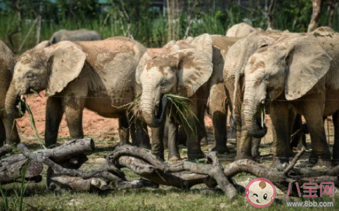 2021新動物防疫法主要內容是什么 如果犬證過期該怎么辦