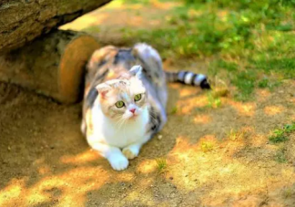 養(yǎng)貓對主人身體有什么好處 貓送人為什么要給錢