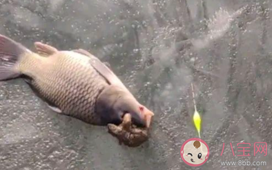 釣魚遇上金蟾抱鯉是怎么回事 金蟾抱鯉是怎樣的