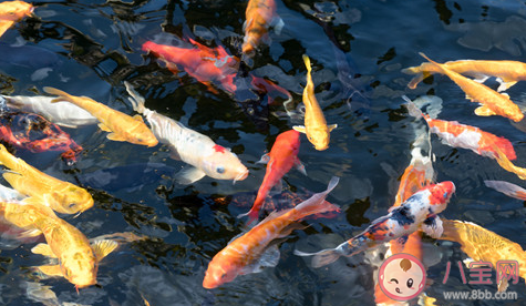 釣魚遇上金蟾抱鯉是怎么回事 金蟾抱鯉是怎樣的