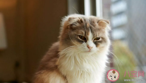 go貓糧雙十一批次出現(xiàn)問題是真的嗎 go貓糧真假辨別 go貓糧雙十一批次出現(xiàn)問題是真的嗎 go貓糧真假辨別