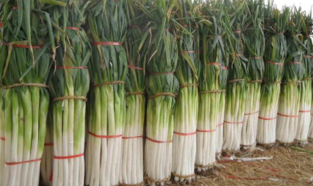 大蔥為什么突然漲價 大蔥什么時候降價