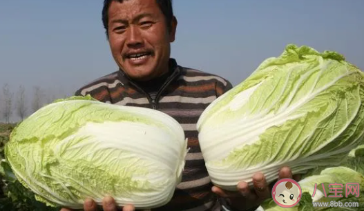 2021年白菜為什么突然漲價(jià)了 白菜什么時(shí)候降價(jià)