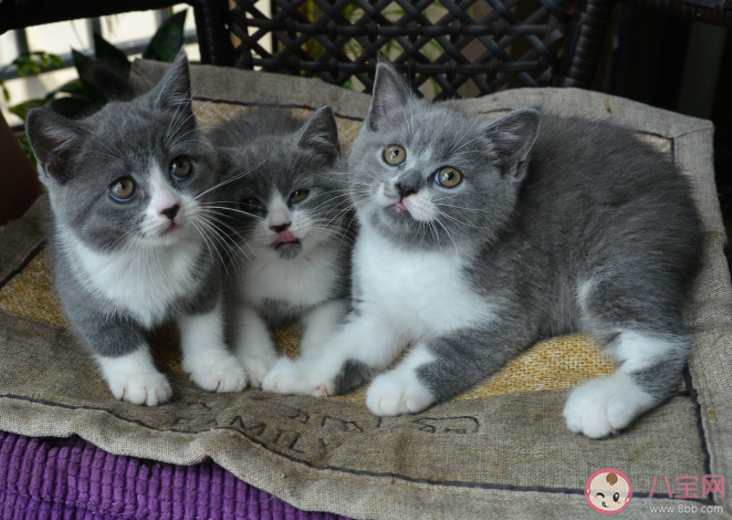 新手最適合養哪種貓 哪種貓體質最好