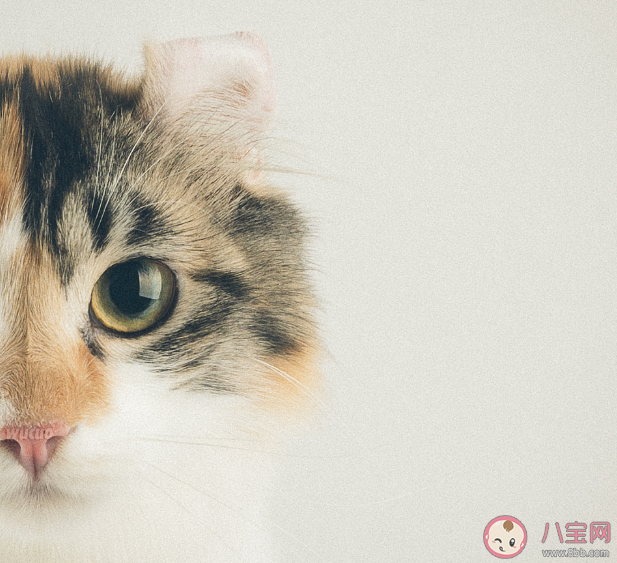 新手最適合養哪種貓 哪種貓體質最好