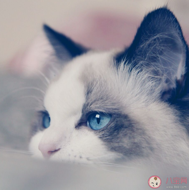 新手最適合養哪種貓 哪種貓體質最好