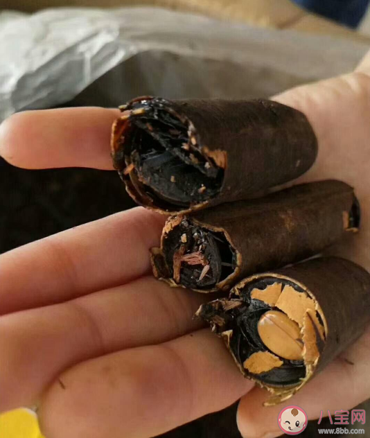 便秘果可以治療便秘嗎 便秘果果實(shí)有毒性嗎