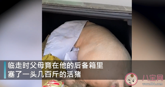 男子回家探親離別時爸媽送活豬是怎么回事 過年各地豬肉多少錢一斤了