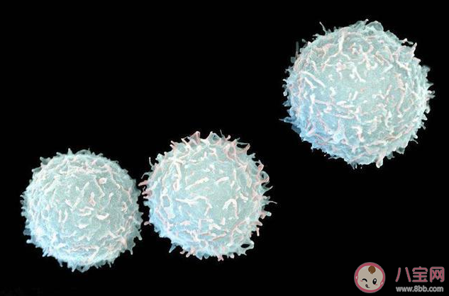 化療白細胞降低怎么辦 白細胞下降會有什么危害后果