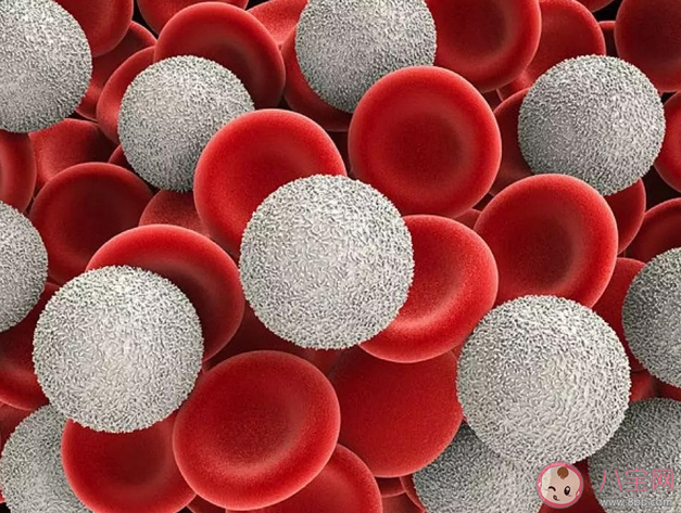 化療白細胞降低怎么辦 白細胞下降會有什么危害后果