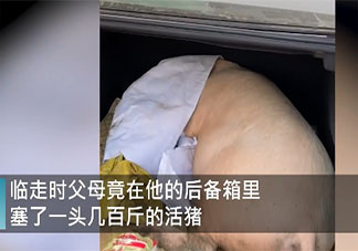 男子回家探親離別時爸媽送活豬是怎么回事 過年各地豬肉多少錢一斤了
