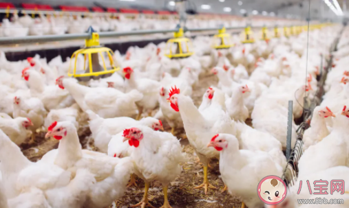 速成雞和土雞的營養價值區別大嗎 速成雞是打激素了嗎