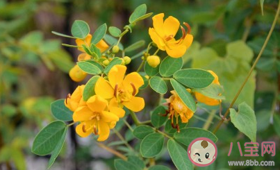 2021立春早安心語 立春早上好祝福語 2021立春早安心語 立春早上好祝福語